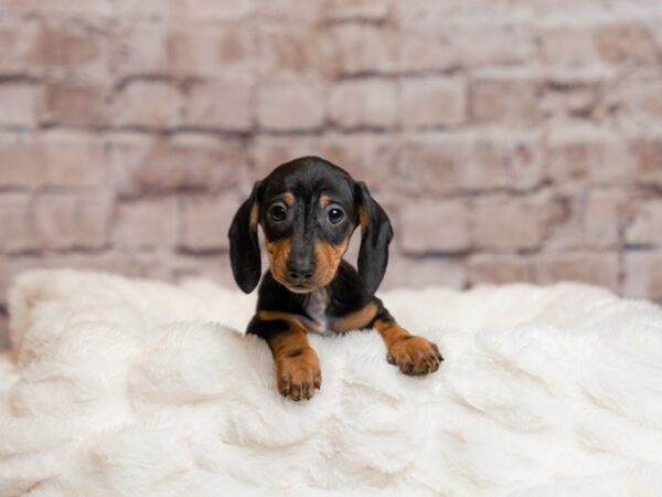 Dachshund- Available 4/5-DOG-Female-Black and Tan-1993-PetCenter Old Bridge, New Jersey