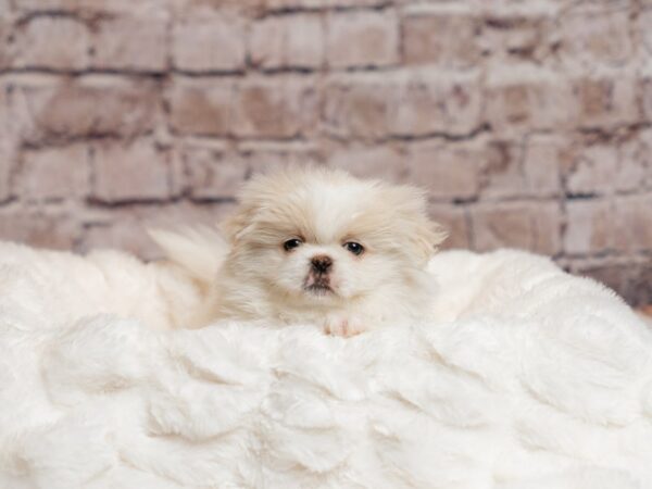 Pekingese-Dog-Male-Cream / White-1986-PetCenter Old Bridge, New Jersey