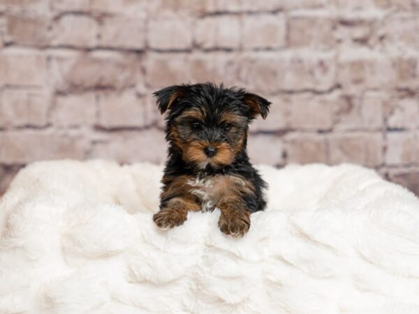Yorkshire Terrier- Available 4/5-DOG-Female-Black / Tan-1987-PetCenter Old Bridge, New Jersey