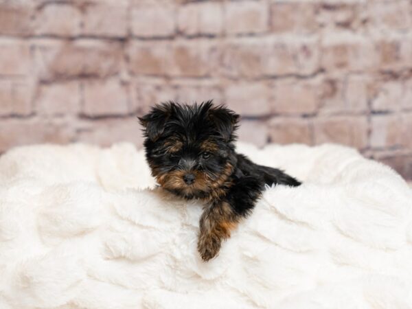 Yorkshire Terrier- Available 4/5-DOG-Male-Black / Tan-1988-PetCenter Old Bridge, New Jersey