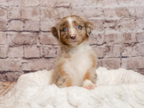 Australian Shepherd- Available 4/5-DOG-Female-Red Merle-1978-PetCenter Old Bridge, New Jersey