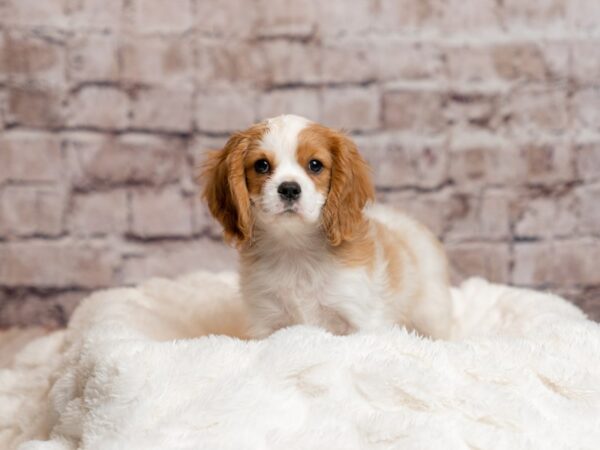 Cavalier King Charles Spaniel- Available 4/5-DOG-Male-Blenheim-1981-PetCenter Old Bridge, New Jersey