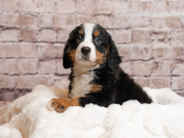 Bernese Mountain Dog- Available 4/5-DOG-Male-Black Rust / White-1980-PetCenter Old Bridge, New Jersey