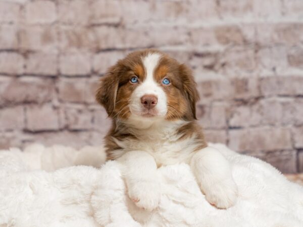 Australian Shepherd- Available 4/5-DOG-Male-Red / White-1979-PetCenter Old Bridge, New Jersey