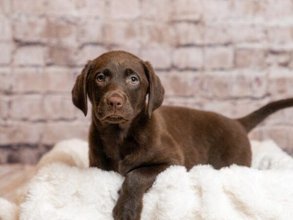 Labrador Retriever- Available 4/5-DOG-Female-Chocolate-1999-PetCenter Old Bridge, New Jersey