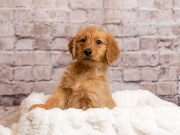 Golden Retriever- Available 4/5-DOG-Male-Red-2000-PetCenter Old Bridge, New Jersey