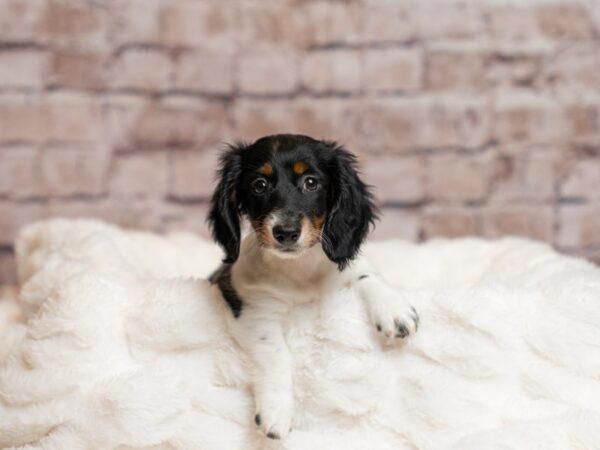 Dachshund- Available 4/5-DOG-Male-Black and Tan-1996-PetCenter Old Bridge, New Jersey