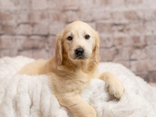 Golden Retriever-Dog-Female-Cream-2014-PetCenter Old Bridge, New Jersey