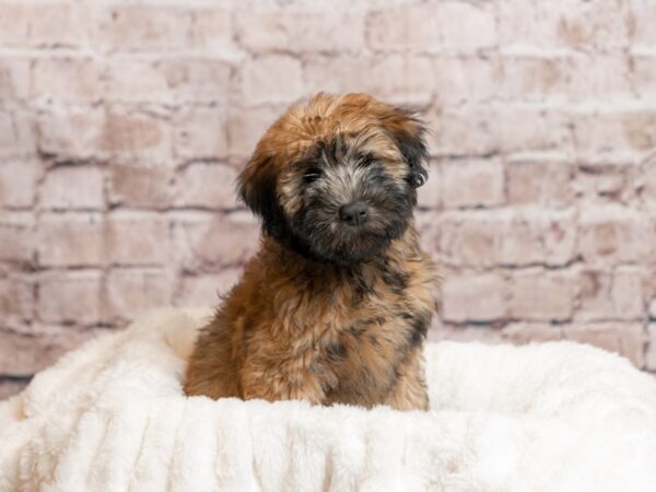 Soft Coated Wheaten Terrier-DOG-Female-Wheaten-2010-PetCenter Old Bridge, New Jersey