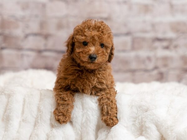 Poodle-DOG-Male-Red-2011-PetCenter Old Bridge, New Jersey