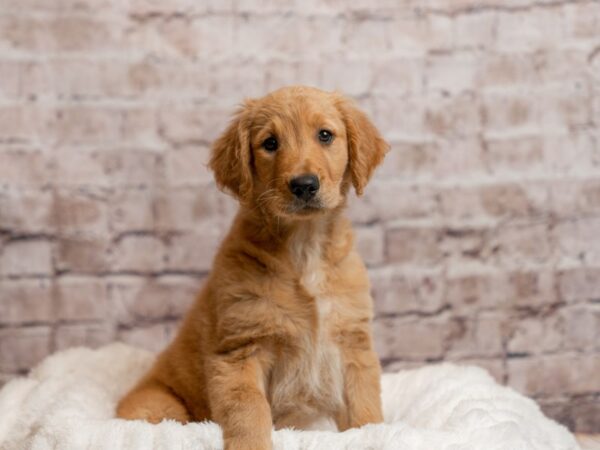 Golden Retriever- Available 4/12-DOG-Male-Golden-2002-PetCenter Old Bridge, New Jersey