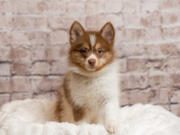 Pomsky-DOG-Female-Chocolate / White-2013-PetCenter Old Bridge, New Jersey