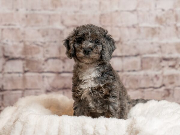 Mini Goldendoodle-DOG-Male-Blue Merle-2012-PetCenter Old Bridge, New Jersey