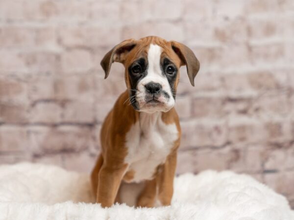 Boxer- Available 4/12-DOG-Female-Fawn-2006-PetCenter Old Bridge, New Jersey
