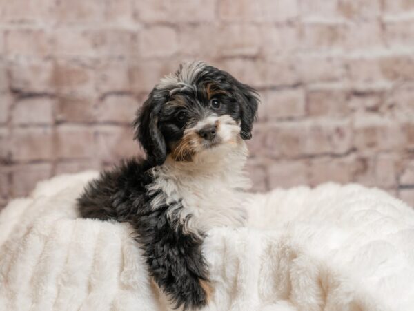 Mini Bernadoodle- Available 4/12-DOG-Female-Black-2003-PetCenter Old Bridge, New Jersey