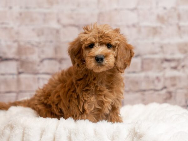 Mini Goldendoodle- Available 4/12-DOG-Female-Red-2005-PetCenter Old Bridge, New Jersey