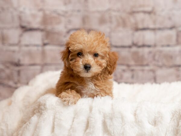 Poodle- Available 4/12-DOG-Female-Apricot-2009-PetCenter Old Bridge, New Jersey