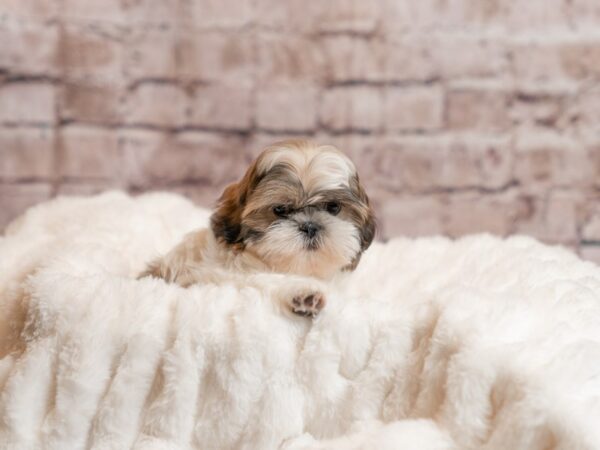 Shih Tzu-Dog-Female-Black Gold / White-2007-PetCenter Old Bridge, New Jersey