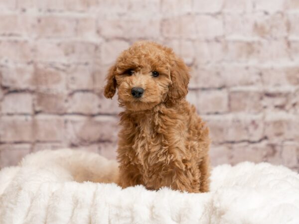 Mini Goldendoodle- Available 4/12-DOG-Female-Red-2004-PetCenter Old Bridge, New Jersey
