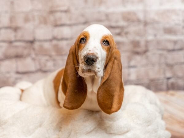 Basset Hound- Available 3/8-DOG-Male-Lemon / White-1935-PetCenter Old Bridge, New Jersey