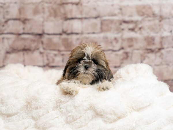 Shih Tzu- Available 4/19-DOG-Male-Chocolate / White-2025-PetCenter Old Bridge, New Jersey
