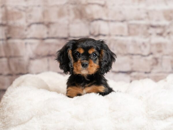 Cavalier King Charles Spaniel- Available 4/19-DOG-Male-Black and Tan-2026-PetCenter Old Bridge, New Jersey