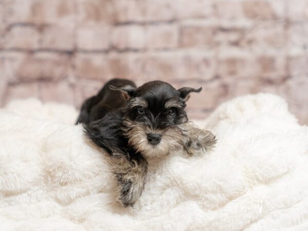 Miniature Schnauzer- Available 4/19-DOG-Male-Salt / Pepper-2020-PetCenter Old Bridge, New Jersey