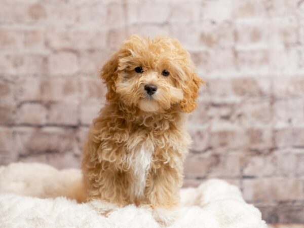 Maltipoo- Available 3/15-DOG-Male-Apricot-1941-PetCenter Old Bridge, New Jersey