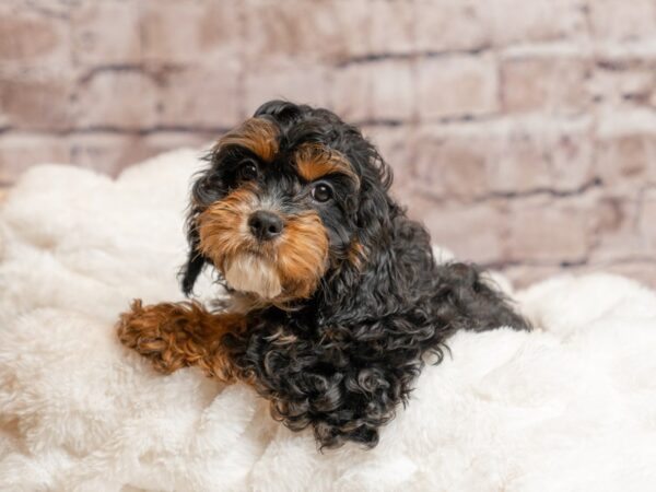 Cavapoo-Dog-Female-Black White / Tan-1961-PetCenter Old Bridge, New Jersey