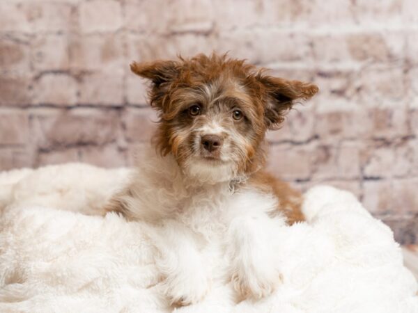 Mini Aussiepoo- Available 3/15-DOG-Female-Chocolate-1948-PetCenter Old Bridge, New Jersey