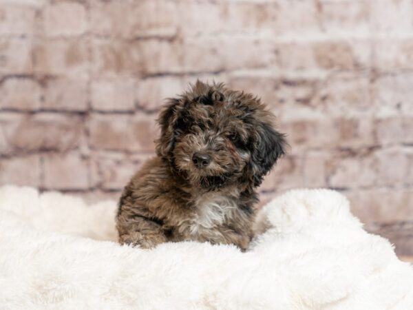 Mini Goldendoodle- Available 4/19-DOG-Male-Blue Merle-2022-PetCenter Old Bridge, New Jersey