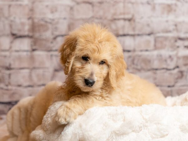 Goldendoodle- Available 4/19-DOG-Male-Golden-2027-PetCenter Old Bridge, New Jersey