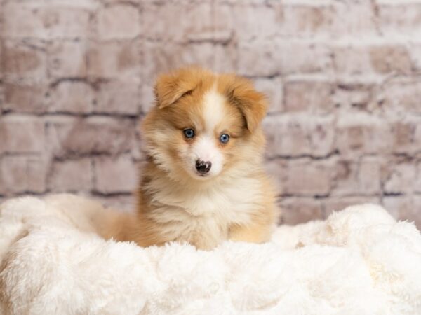 Pomsky- Available 4/19-DOG-Male-Chocolate Merle-2018-PetCenter Old Bridge, New Jersey