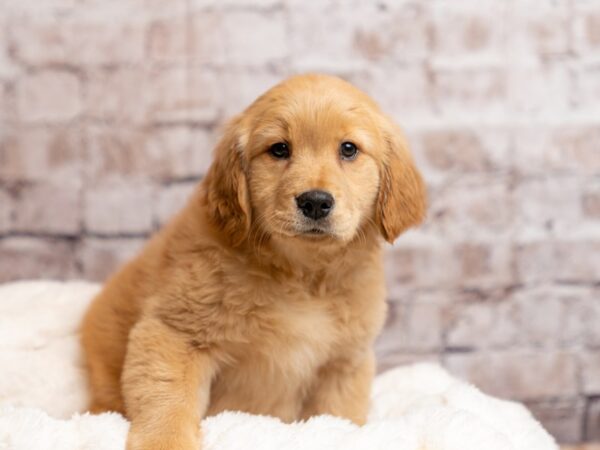 Golden Retriever- Available 4/19-DOG-Female-Golden-2028-PetCenter Old Bridge, New Jersey