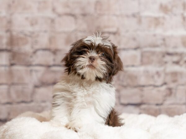 Shih Tzu- Available 4/19-DOG-Male-Liver and White-2029-PetCenter Old Bridge, New Jersey
