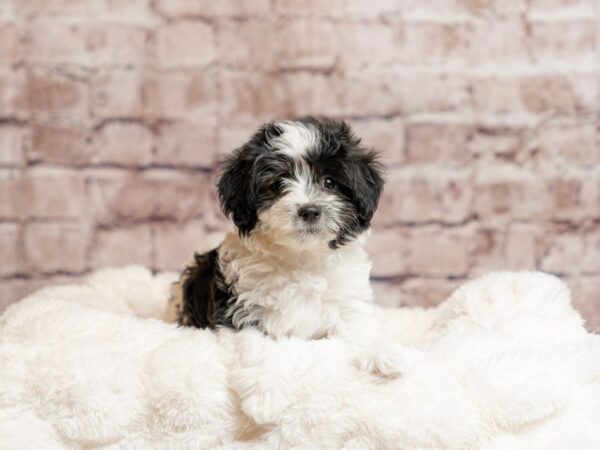 Havanese- Available 4/19-DOG-Male-Black / White-2023-PetCenter Old Bridge, New Jersey