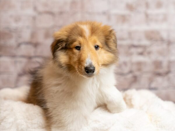 Collie-Dog-Female-Sable / White-2017-PetCenter Old Bridge, New Jersey