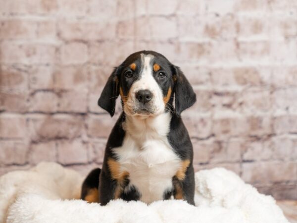 Greater Swiss Mountain Dog- Available 4/19-DOG-Male-Black, White / Red-2021-PetCenter Old Bridge, New Jersey