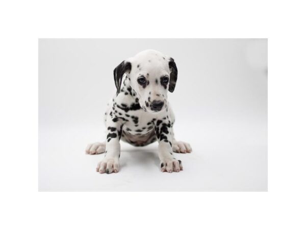 Dalmatian- Available 4/26-DOG-Female--2036-PetCenter Old Bridge, New Jersey