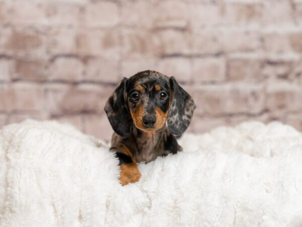 Dachshund- Available 4/26-DOG-Female-Silver Dapple-2031-PetCenter Old Bridge, New Jersey