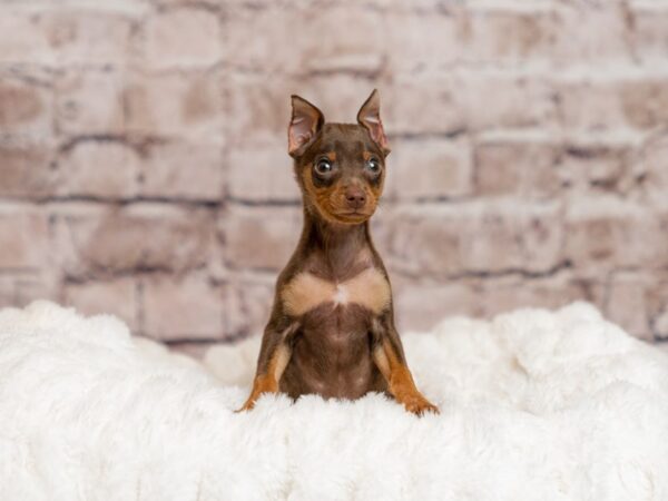 Miniature Pinscher- Available 4/26-DOG-Male-Chocolate-2035-PetCenter Old Bridge, New Jersey