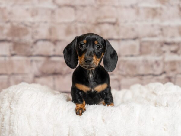 Dachshund- Available 4/26-DOG-Female-Black / Tan-2032-PetCenter Old Bridge, New Jersey