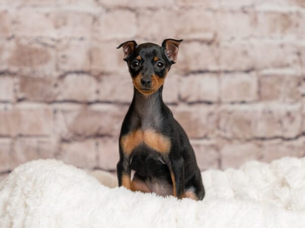 Miniature Pinscher-Dog-Female-Black / Rust-2034-PetCenter Old Bridge, New Jersey