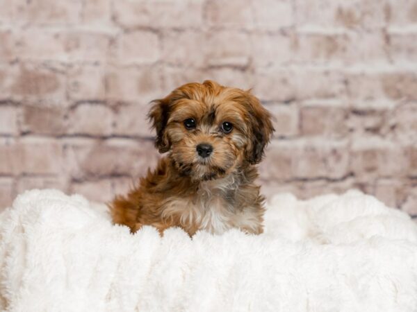 Cavachon-Dog-Female-Sable-2039-PetCenter Old Bridge, New Jersey