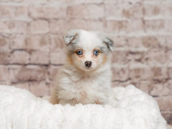 Miniature American Shepherd-Dog-Male-Blue Merle White and Tan-2037-PetCenter Old Bridge, New Jersey