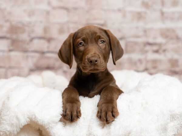 Labrador Retriever- Available 4/26-DOG-Male-Chocolate-2041-PetCenter Old Bridge, New Jersey