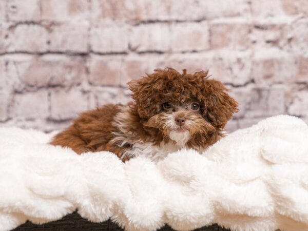Shihpoo-Dog-Female-Chocolate / White-1903-PetCenter Old Bridge, New Jersey