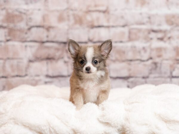 Chihuahua- Available 5/3-DOG-Male-Blue Fawn-2049-PetCenter Old Bridge, New Jersey