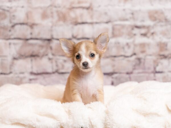 Chihuahua-Dog-Female-Blue Fawn-2048-PetCenter Old Bridge, New Jersey