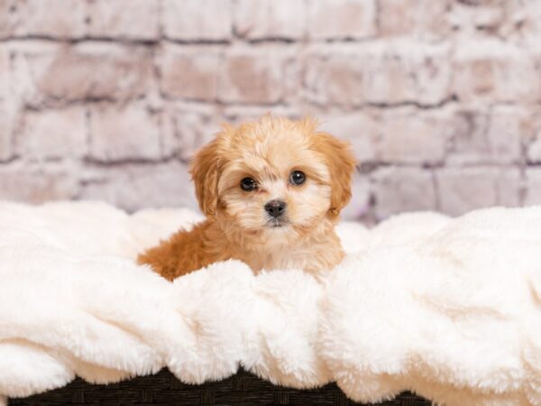 Cavachon-Dog-Female-Apricot-2046-PetCenter Old Bridge, New Jersey